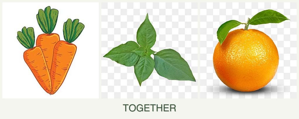 Can you plant carrots, basil and oranges together?