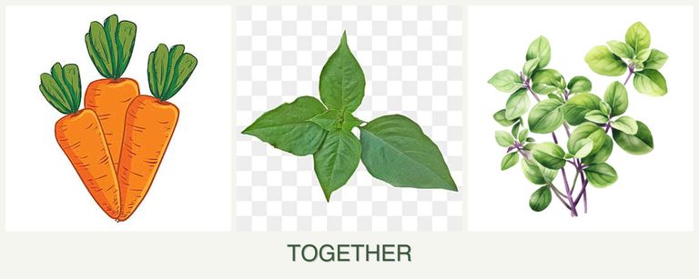 Can you plant carrots, basil and oregano together?