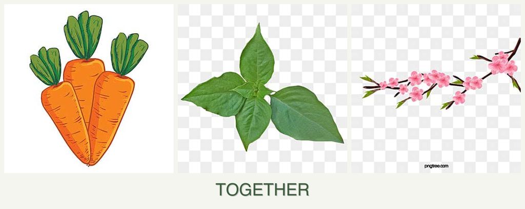 Can you plant carrots, basil and peaches together?