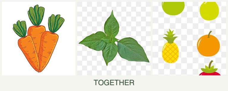Can you plant carrots, basil and pears together?