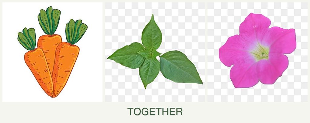 Can you plant carrots, basil and petunias together?