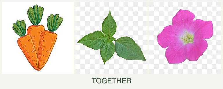 Can you plant carrots, basil and petunias together?
