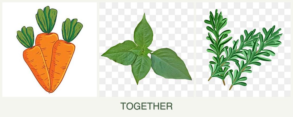 Can you plant carrots, basil and rosemary together?