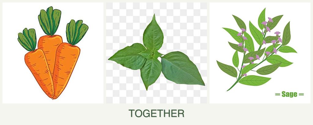 Can you plant carrots, basil and sage together?