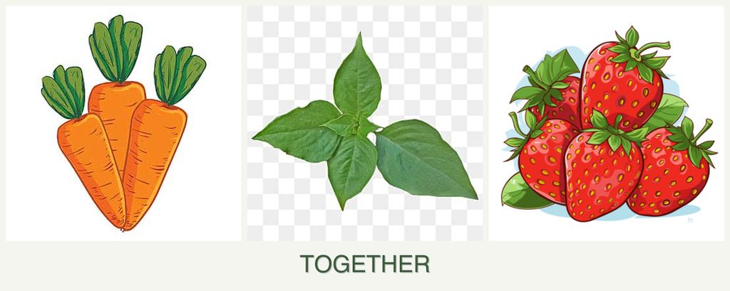 Can you plant carrots, basil and strawberries together?