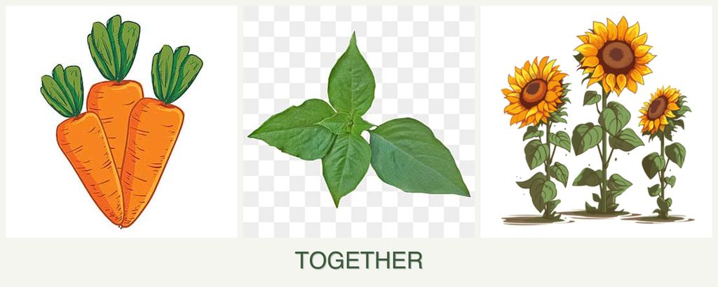 Can you plant carrots, basil and sunflowers together?