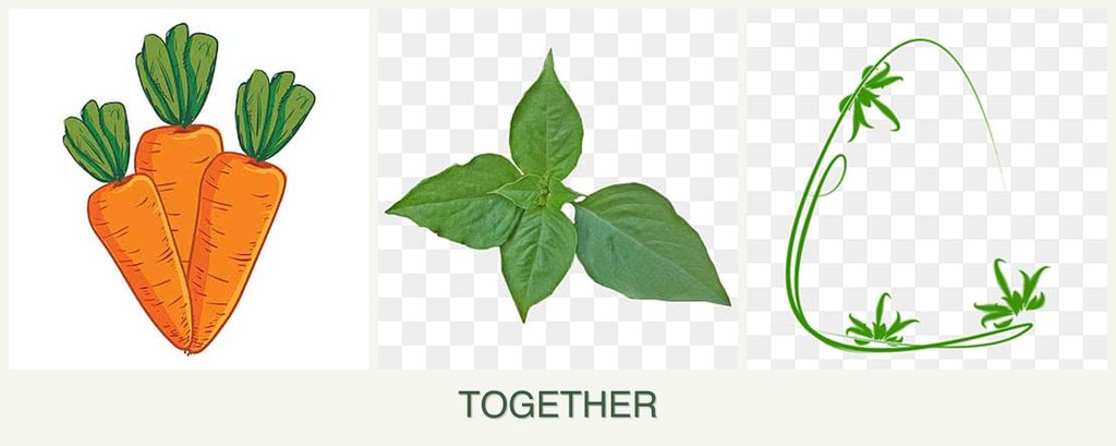 Can you plant carrots, basil and tarragon together?