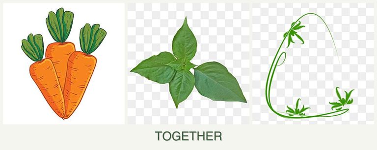 Can you plant carrots, basil and tarragon together?