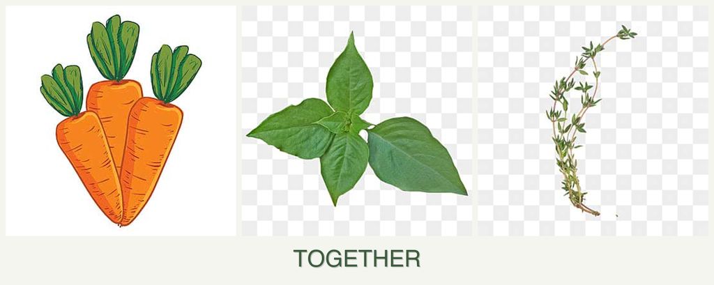 Can you plant carrots, basil and thyme together?