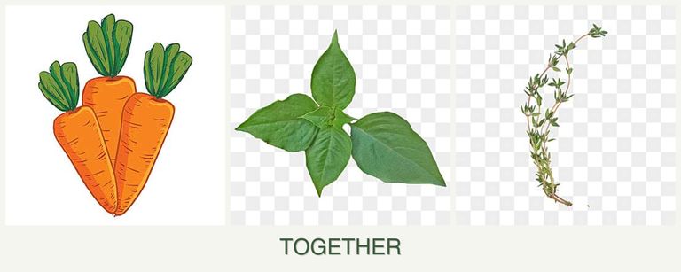 Can you plant carrots, basil and thyme together?