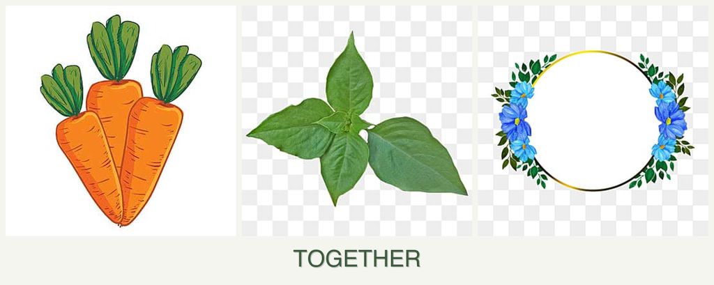Can you plant carrots, basil and zinnias together?