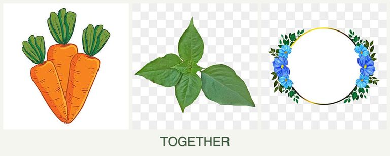 Can you plant carrots, basil and zinnias together?