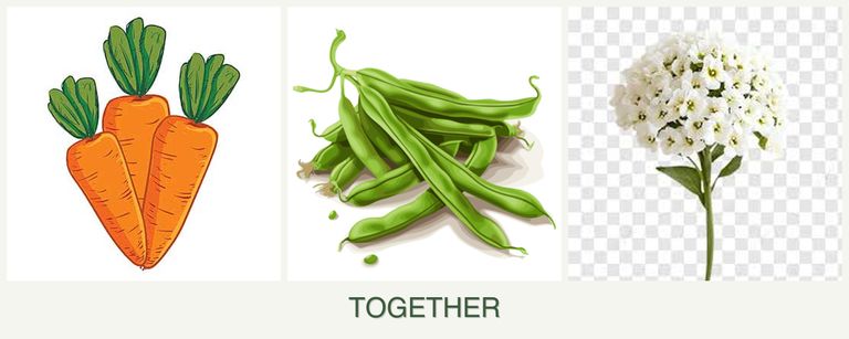 Can you plant carrots, beans and alyssum together?