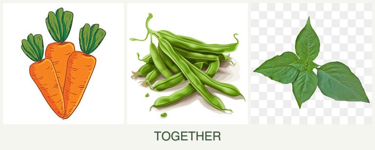 Can you plant carrots, beans and basil together?