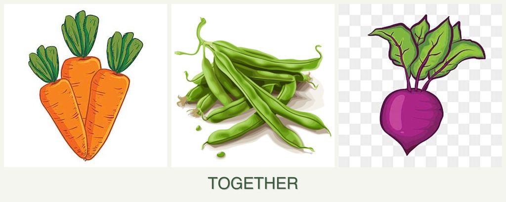 Can you plant carrots, beans and beets together?