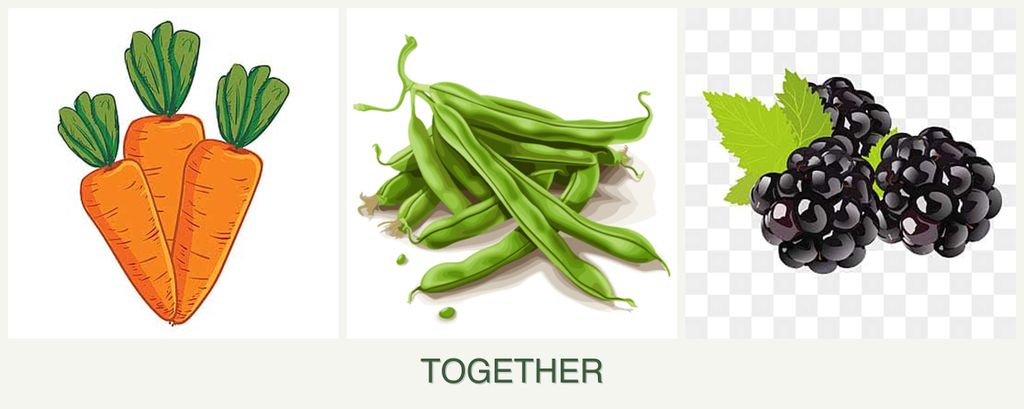 Can you plant carrots, beans and blackberries together?
