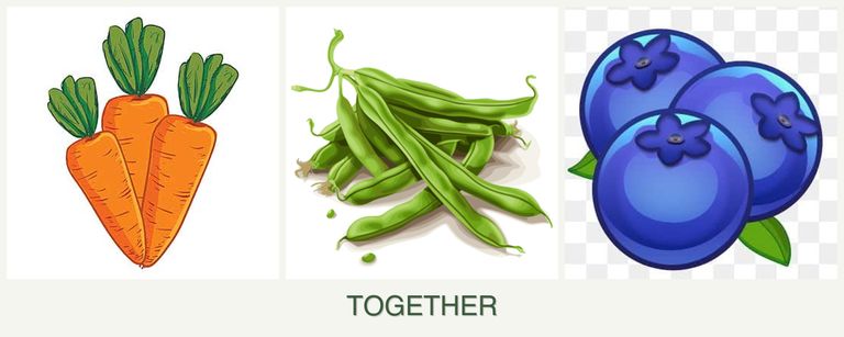 Can you plant carrots, beans and blueberries together?