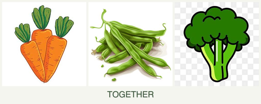 Can you plant carrots, beans and broccoli together?
