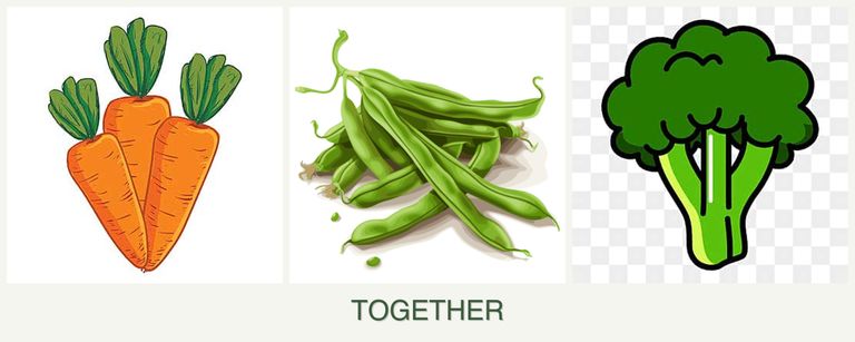 Can you plant carrots, beans and broccoli together?