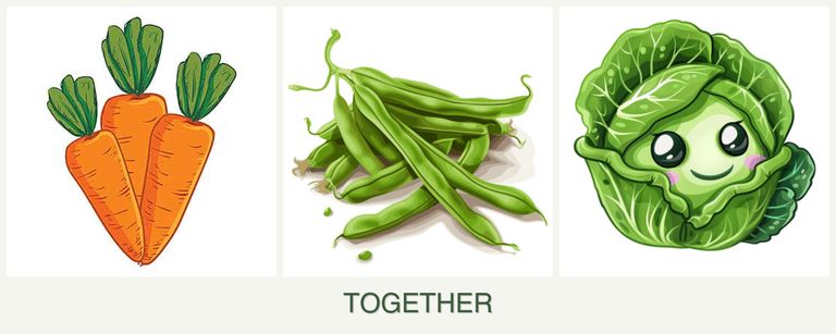 Can you plant carrots, beans and cabbage together?
