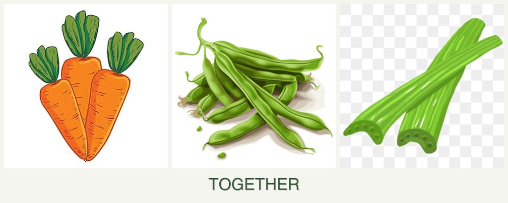 Can you plant carrots, beans and celery together?