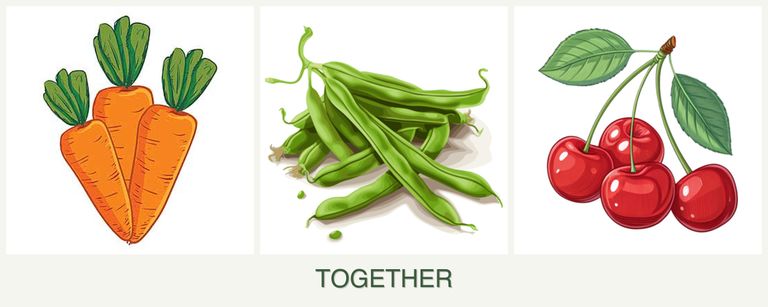 Can you plant carrots, beans and cherries together?