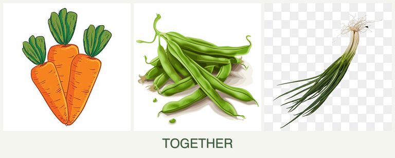 Can you plant carrots, beans and chives together?