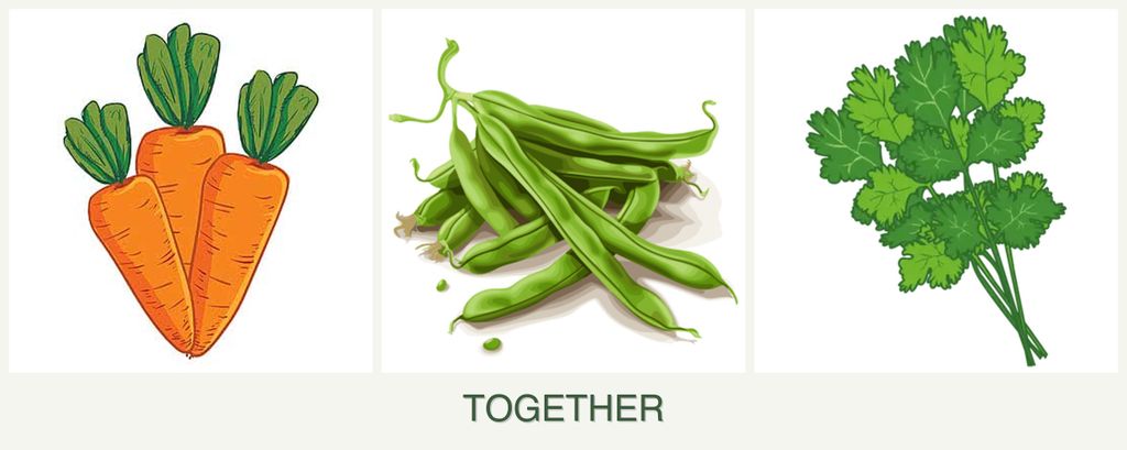 Can you plant carrots, beans and cilantro together?
