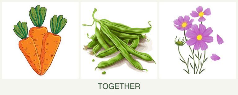 Can you plant carrots, beans and cosmos together?