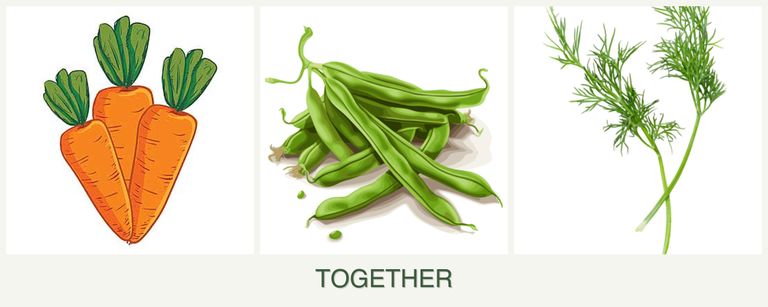 Can you plant carrots, beans and dill together?