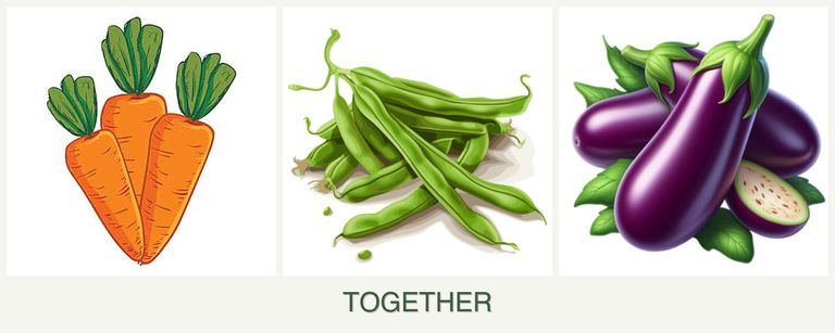 Can you plant carrots, beans and eggplant together?