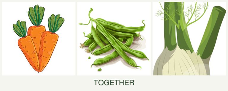 Can you plant carrots, beans and fennel together?