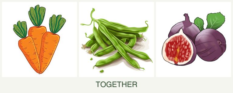 Can you plant carrots, beans and figs together?