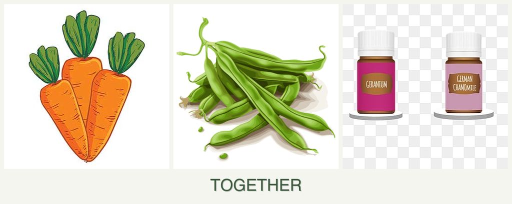 Can you plant carrots, beans and geraniums together?
