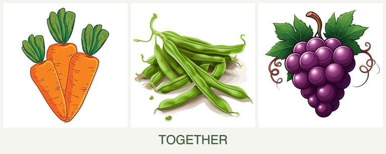 Can you plant carrots, beans and grapes together?