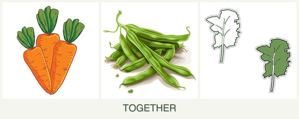 Can you plant carrots, beans and kale together?