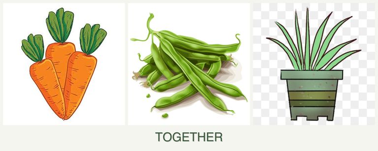 Can you plant carrots, beans and lemongrass together?