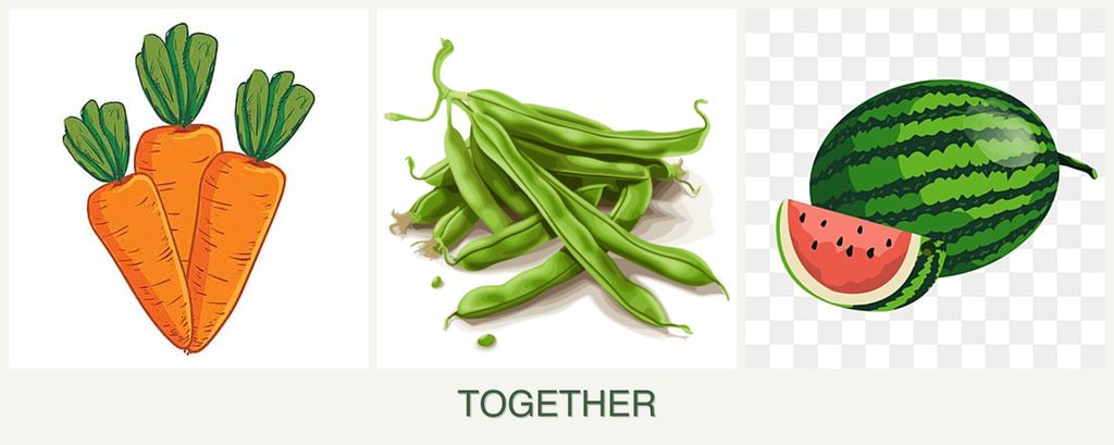 Can you plant carrots, beans and melons together?