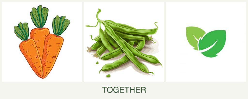 Can you plant carrots, beans and mint together?