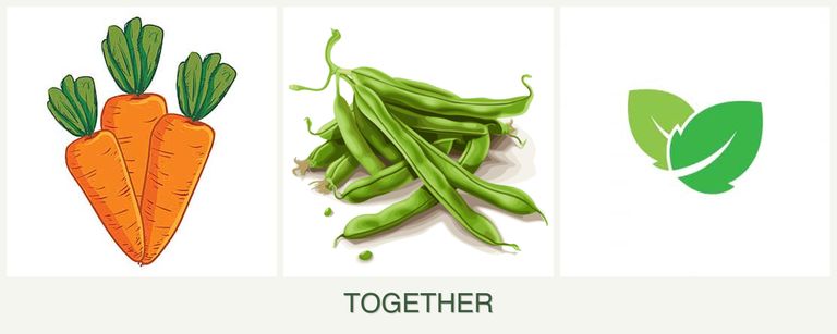 Can you plant carrots, beans and mint together?