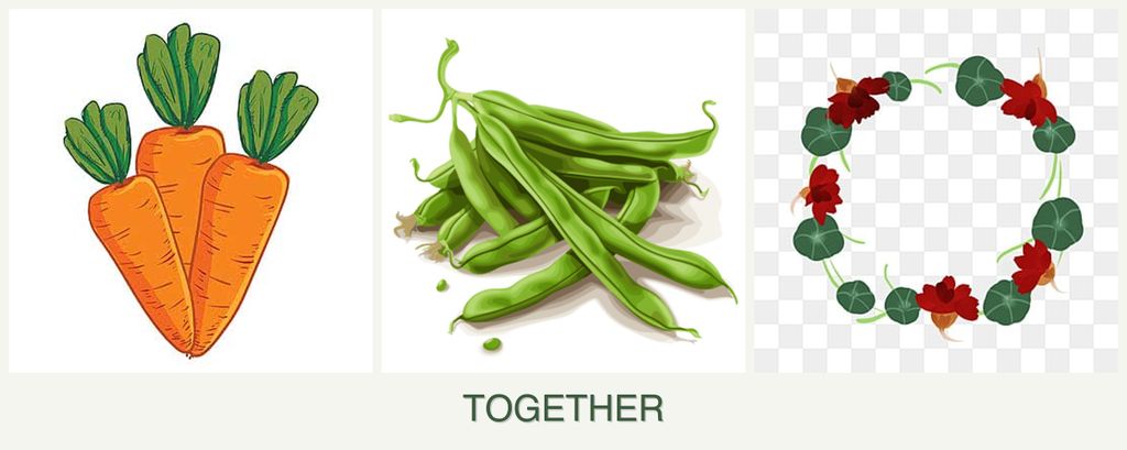 Can you plant carrots, beans and nasturtiums together?