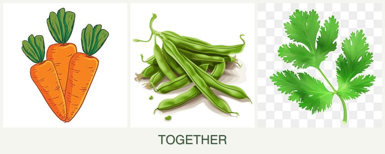 Can you plant carrots, beans and parsley together?