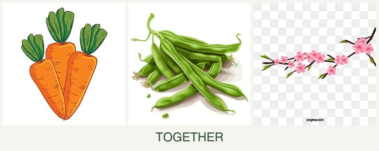 Can you plant carrots, beans and peaches together?