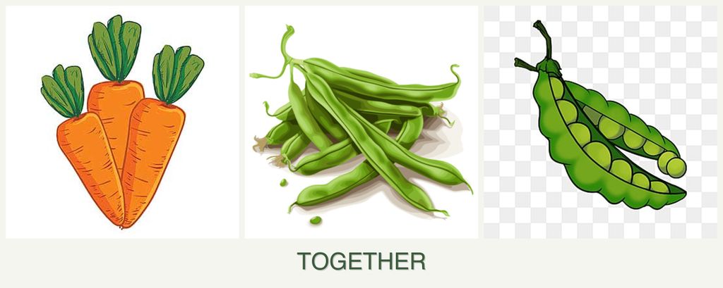 Can you plant carrots, beans and peas together?