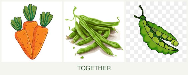 Can you plant carrots, beans and peas together?