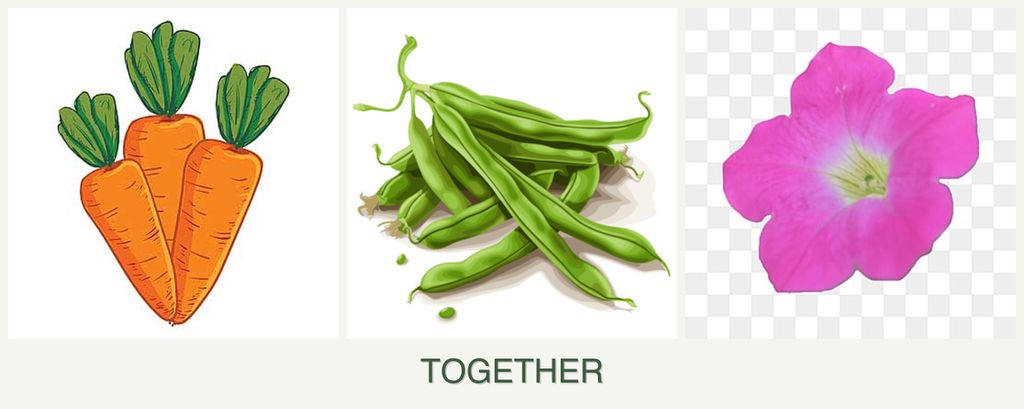 Can you plant carrots, beans and petunias together?