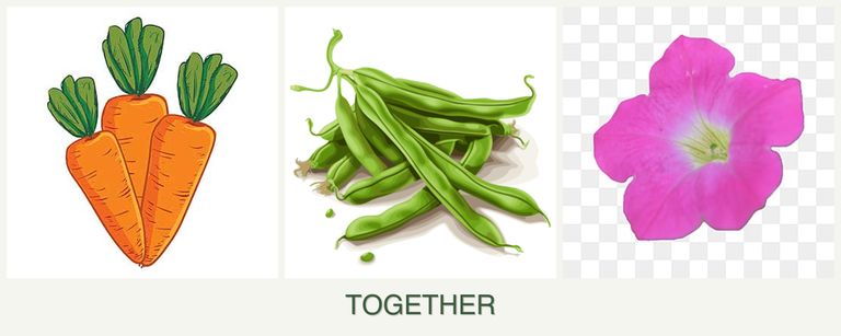Can you plant carrots, beans and petunias together?