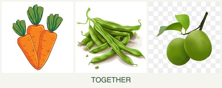 Can you plant carrots, beans and plums together?