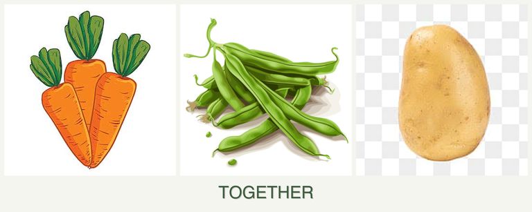 Can you plant carrots, beans and potatoes together?