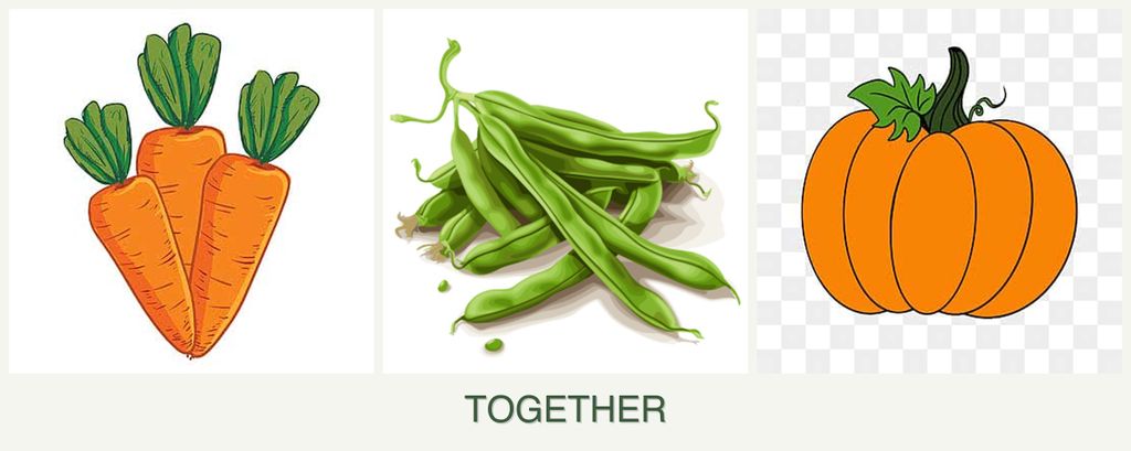 Can you plant carrots, beans and pumpkin together?